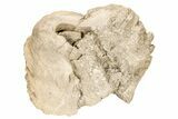 Cretaceous Rudist (Durania) - Kansas #208173-1